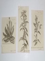 Item #16-5879 Twenty-seven engravings from "Hortus Elthamensis, seu plantarum rariorum quas in...