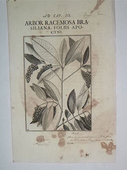 Item #16-5881 Arbor racemosa brasiliana. foliis Apocyni . Cap III. First edition of the engraved...