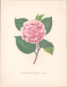 Item #16-6166 Camellia King rosea. Original engraving. Abb&eacute; Laurent Berl&egrave;se, Paris Stern Graveur, printer Lazare "Ren&eacute;" Stern.