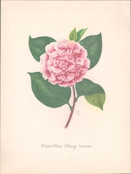 Item #16-6166 Camellia King rosea. Original engraving. Abb&eacute; Laurent Berl&egrave;se, Paris...