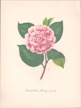 Item #16-6166 Camellia King rosea. Original engraving. Abbé Laurent Berlèse, Paris...