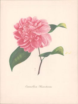 Item #16-6175 Camellia Maestosa. Original engraving. Abb&eacute; Laurent Berl&egrave;se, Paris...