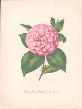 Item #16-6184 Camellia Coelestina vera. Original engraving. Abb&eacute; Laurent Berl&egrave;se,...
