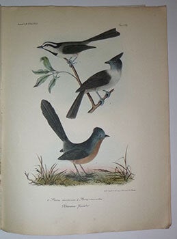 Journal of the Academy of Natural Sciences. Philadelphia. New Series. Vol. I. Part I.: Mr. Gambel on the birds of California; Miscellanea Zoologica; Prof. Owen on certain fossil bones; Mr. Tuomey on teh Zeuglodon; Fossil Genus Basilosaurus. First edition.