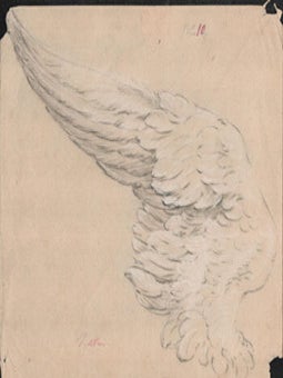 Item #16-6327 Wing of a bird. Original drawing. Signed. attriibuted Nattier Jean-Marc, Jacques...
