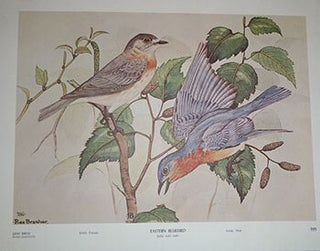 Item #16-6391 Rex Brasher's Birds of North America. Song Birds. Twelve Full-Color Prints for...