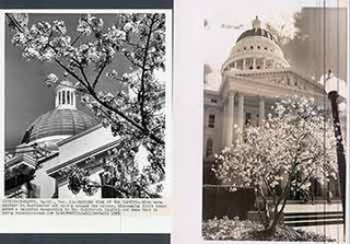 Item #17-0235 Blossoming fruit trees at Sacramento City Hall, California. (Two Original...