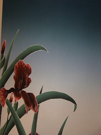 Item #17-6519 Iris at Daybreak. Daniel Joshua Goldstein