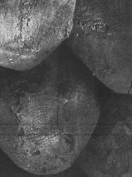 Item #18-4856 David Nash: New Work by David Nash. 4 November to 30 December, 2004. [Exhibition...