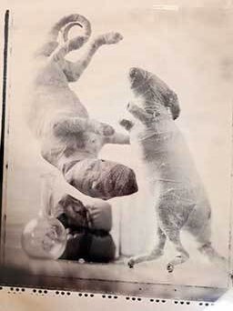 Item #19-4725 Mammal Bodies Wrapped With Surgical Tape. 20th Century American Photographer