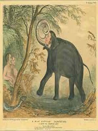 Item #19-7160 &ldquo;A Wild Elephant Trumpeting or A Scene from Paradise Lost!&rdquo;, HB Sketches No....