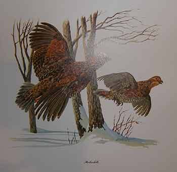 Bobwhite | Louis Raymer