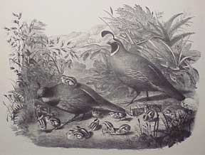 Item #50-0153 Family of Partridges. Anonymous California Artist