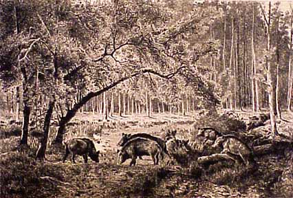 Moran, Peter - Wild Boars in the Forest of Fontainbleau