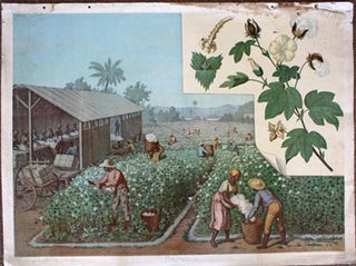 Item #51-0202 Baumwolle [19th Century View of Blacks picking and cleaning cotton]. Goering-Schmidt