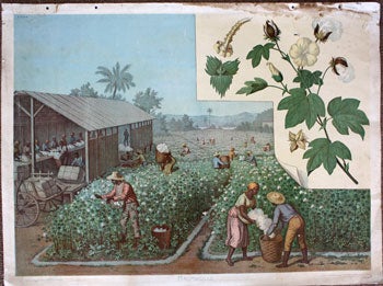 Item #51-0202 Baumwolle [19th Century View of Blacks picking and cleaning cotton]. Goering-Schmidt.