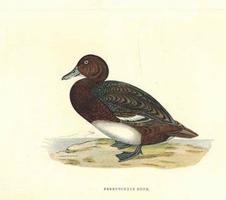 Item #51-1108 Ferruginous Duck. F. O. Morris