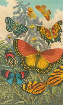 Item #51-1363 Beautiful Butterflies. A. F. Lyndon