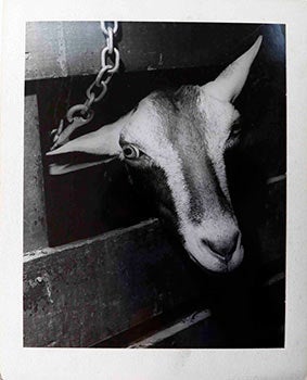 Item #51-1671 Billy Goat. Erwin Strohmaier