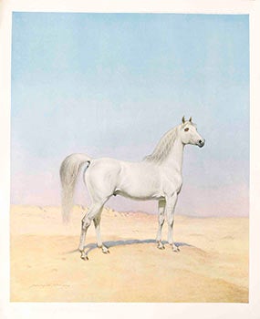 Item #51-1687 An Arabian Stallion. Harrrington Bird