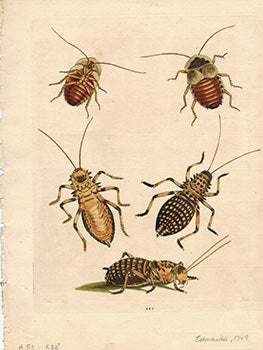 Item #51-1700 Study of Beetles. George Edwards