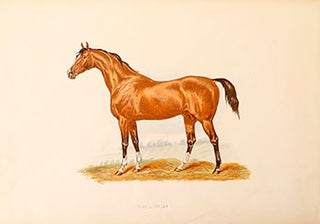Item #51-1855 Sultan [Horse]. First edition. V. J. Cotlinson