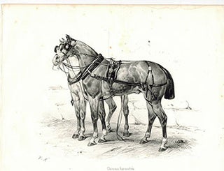 Item #51-1873 Chevaux harnachés from Suite de voitures modernes et de chevaux harnachés ....