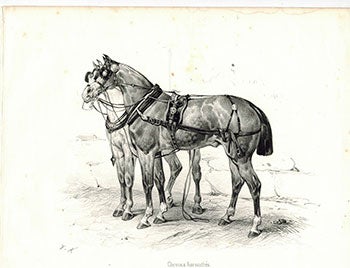 Item #51-1873 Chevaux harnachés from Suite de voitures modernes et de chevaux harnachés . (Harnassed Horses). Victor Adam.
