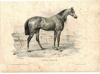 Adam, Victor (1801-1866) - Cheval Etalon. (Stallion)