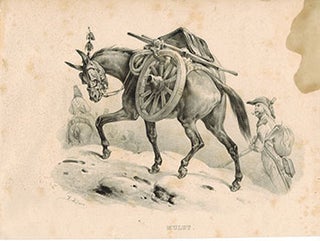 Item #51-1876 Mulet. (Mule). Victor Adam
