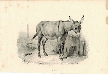Item #51-1877 Ane (donkey). Victor Adam.