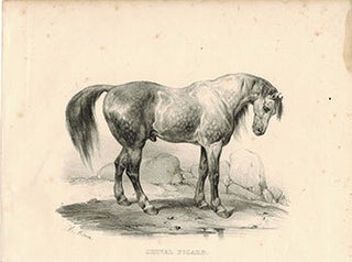 Item #51-1878 Cheval Picard. Victor Adam