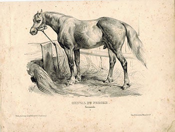 Adam, Victor (1801-1866) - Chevel Du Perche. Normande I.