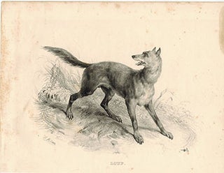 Item #51-1885 Loup. (Wolf). Victor Adam