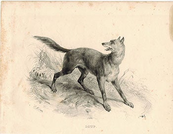 Item #51-1885 Loup. (Wolf). Victor Adam.