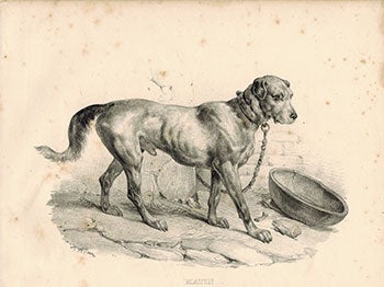 Adam, Victor (1801-1866) - Matin. (Large Dog, Chained)