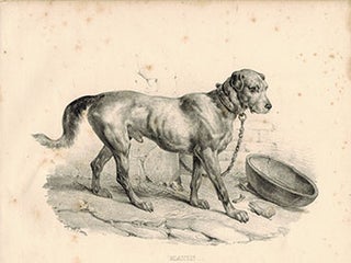 Item #51-1886 Matin. (Large Dog, chained). Victor Adam