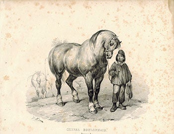 Adam, Victor (1801-1866) - Chevel Boulonnais. Normande