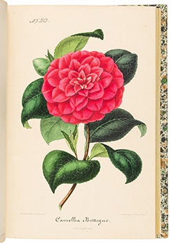 Item #51-1956 Nouvelle Iconographie des Camellias Contenant les Figures et la Description des...