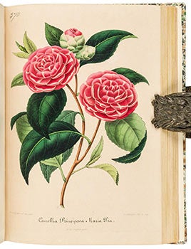 Item #51-1957 Nouvelle Iconographie des Camellias Contenant les Figures et la Description des...