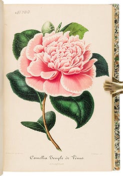 Item #51-1958 Nouvelle Iconographie des Camellias Contenant les Figures et la Description des...