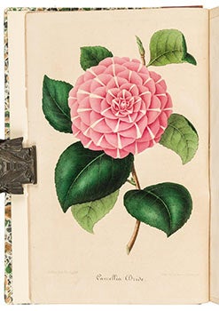 Item #51-1959 Nouvelle Iconographie des Camellias Contenant les Figures et la Description des...