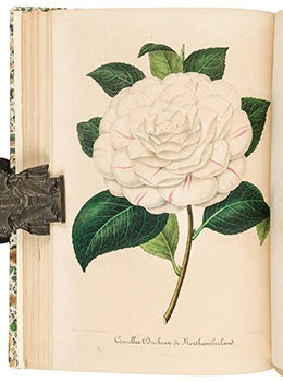 Item #51-1960 Nouvelle Iconographie des Camellias Contenant les Figures et la Description des...