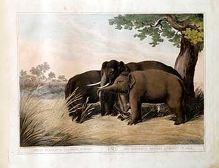 Item #51-2125 Decoy Elephants [Koomkies] catching a Male. Plate 9 from the Second Elephant Folio...