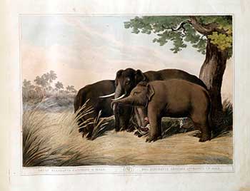 Item #51-2125 Decoy Elephants [Koomkies] catching a Male. Plate 9 from the Second Elephant Folio edition of ORIENTAL FIELD SPORTS : being a complete, detailed, and accurate description of the WILD SPORTS OF THE EAST. Samuel Howett, Thomas Williamson, Artist -, Author -.
