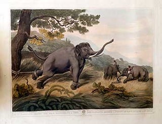 Item #51-2126 Decoy Elephants [Koomkies,] leaving the Male Elephant fastened to a tree. Plate 10...