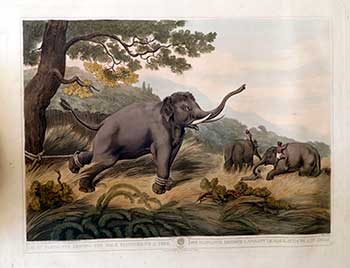 Item #51-2126 Decoy Elephants [Koomkies,] leaving the Male Elephant fastened to a tree. Plate 10 from the Second Elephant Folio edition of ORIENTAL FIELD SPORTS : being a complete, detailed, and accurate description of the WILD SPORTS OF THE EAST. Samuel Howett, Thomas Williamson, Artist -, Author -.
