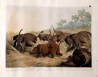 Item #51-2127 A Rhinoceros hunted by Elephants. Plate 11 from the Second Elephant Folio edition...
