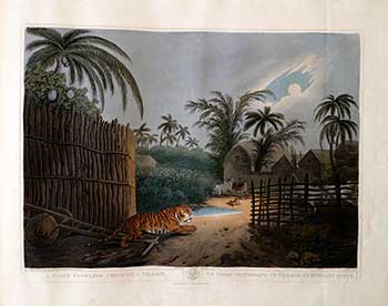 Howett, Samuel (Artist - 1756-1822) and Thomas Williamson (Author -1758-1817) - A Tiger Prowling Through a Village. Plate 12 from the Second Elephant Folio Edition of Oriental Field Sports : Being a Complete, Detailed, and Accurate Description of the Wild Sports of the East. .