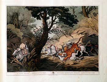 Item #51-2129 A Tiger seizing a Bullock in a Pass. Plate 14 from the Second Elephant Folio edition of ORIENTAL FIELD SPORTS : being a complete, detailed, and accurate description of the WILD SPORTS OF THE EAST. Samuel Howett, Thomas Williamson, Artist -, Author -.